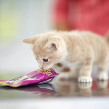 最新版！初めて猫を飼う人におすすめの品種と飼い方