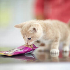 最新版!初めて猫を飼う人におすすめの品種と飼い方