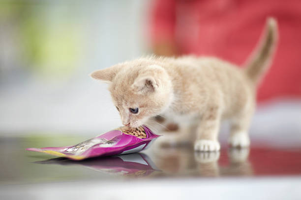 最新版！初めて猫を飼う人におすすめの品種と飼い方 | 七色良品